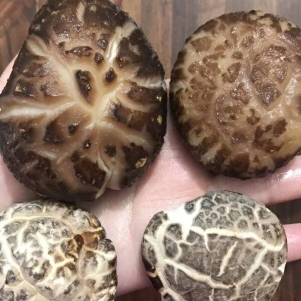 【新年大特價，史低價】無腳花菇