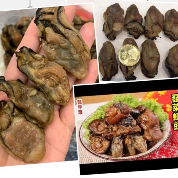 日本大號蠔豉