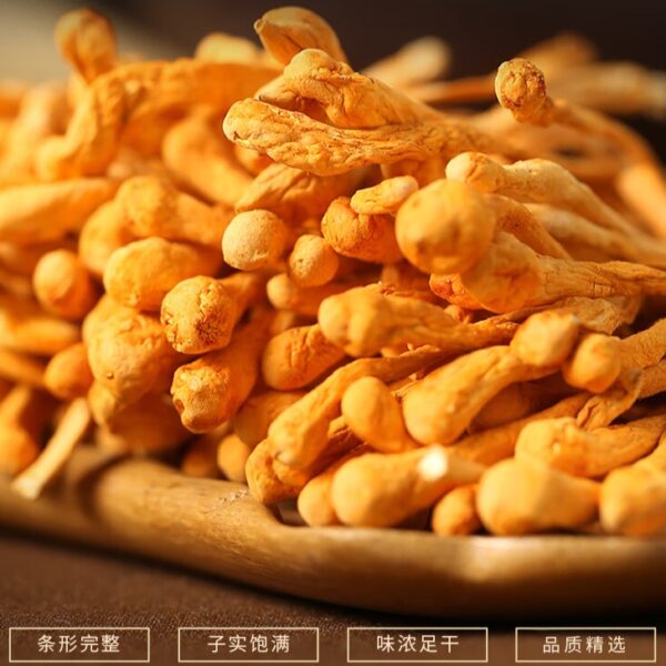 優質大孢子頭蟲草花