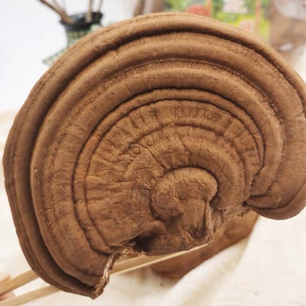 精選山東泰山靈芝