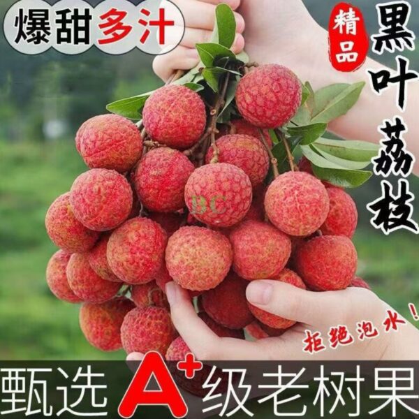 【大特價】黑葉荔枝