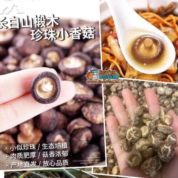 長白山椴木小香菇