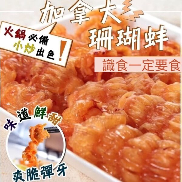 【大特價】加拿大特級珊瑚蚌