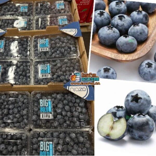 【特價】巨無霸土豪藍莓