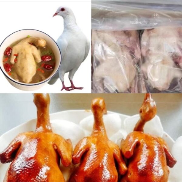 農場散養大隻乳鴿