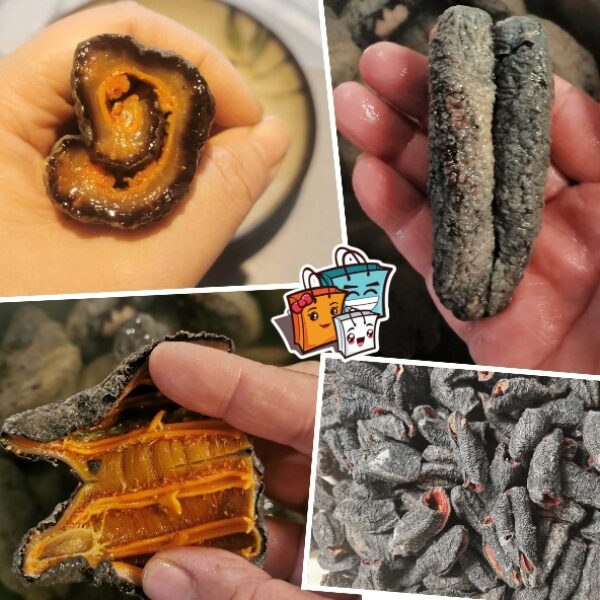 北極野生50頭開邊參