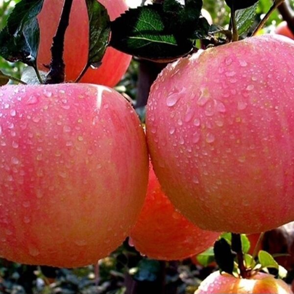 新疆天山 冰糖心蘋果