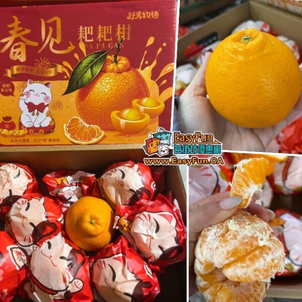 招財貓春見粑粑柑