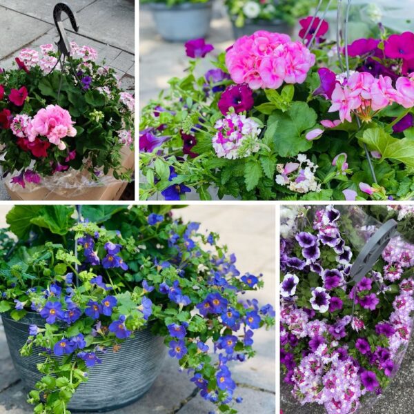 本地花場13寸超大混合品種花籃