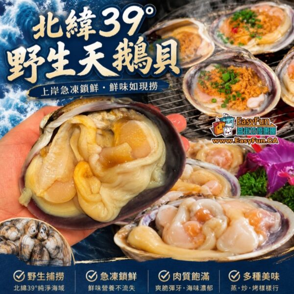 【野生季節限定】北緯39°野生天鵝貝