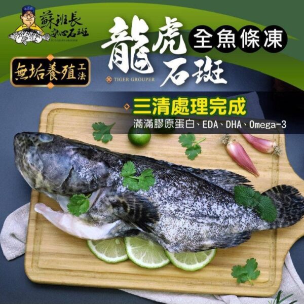 台灣【蘇班長】安心石斑龍虎石斑魚