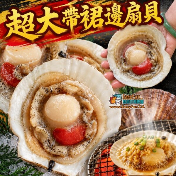 超大帶裙邊扇貝