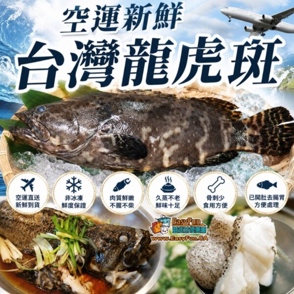 【只限提前預訂】空運新鮮台灣龍虎斑