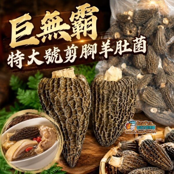 巨無霸特大號剪腳羊肚菌
