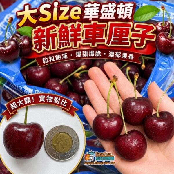 大Size華盛頓新鮮車厘子