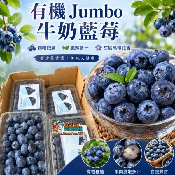 有機 Jumbo 牛奶藍莓