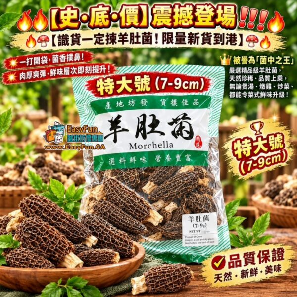 【特價】特大羊肚菌